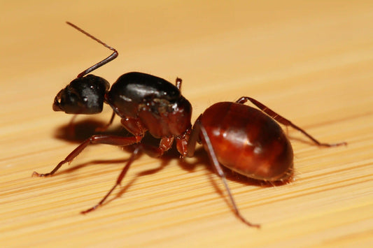 Giant Carpenter Ant Queen
