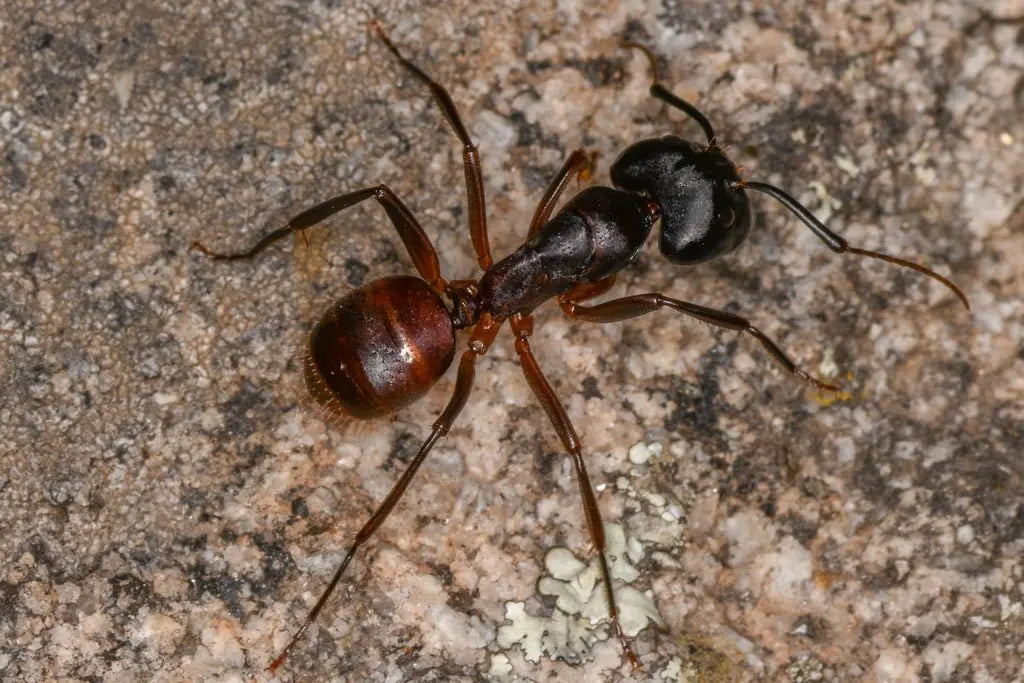Large Camponotus CA02 Major on the ground.