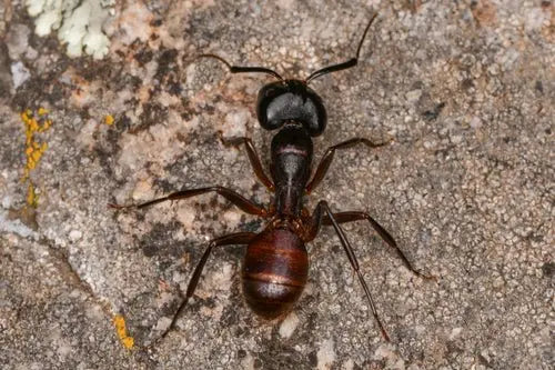 Camponotus CA02 Major walking on a log.