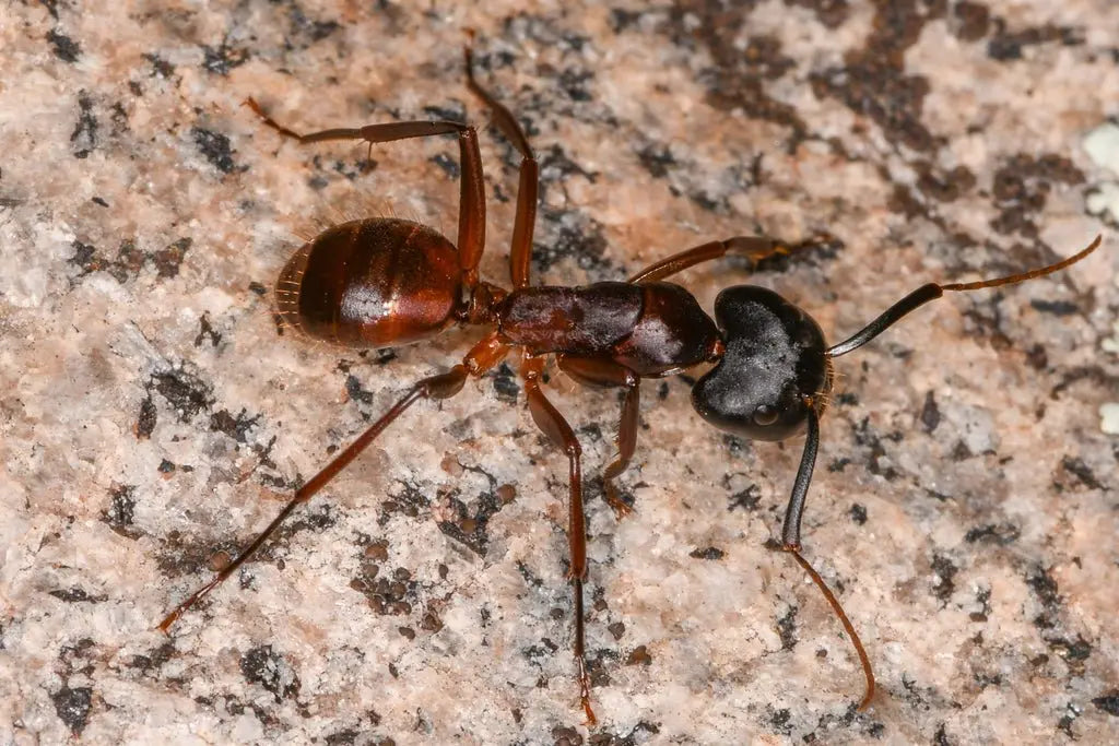 Large California Carpenter Ant foraging.