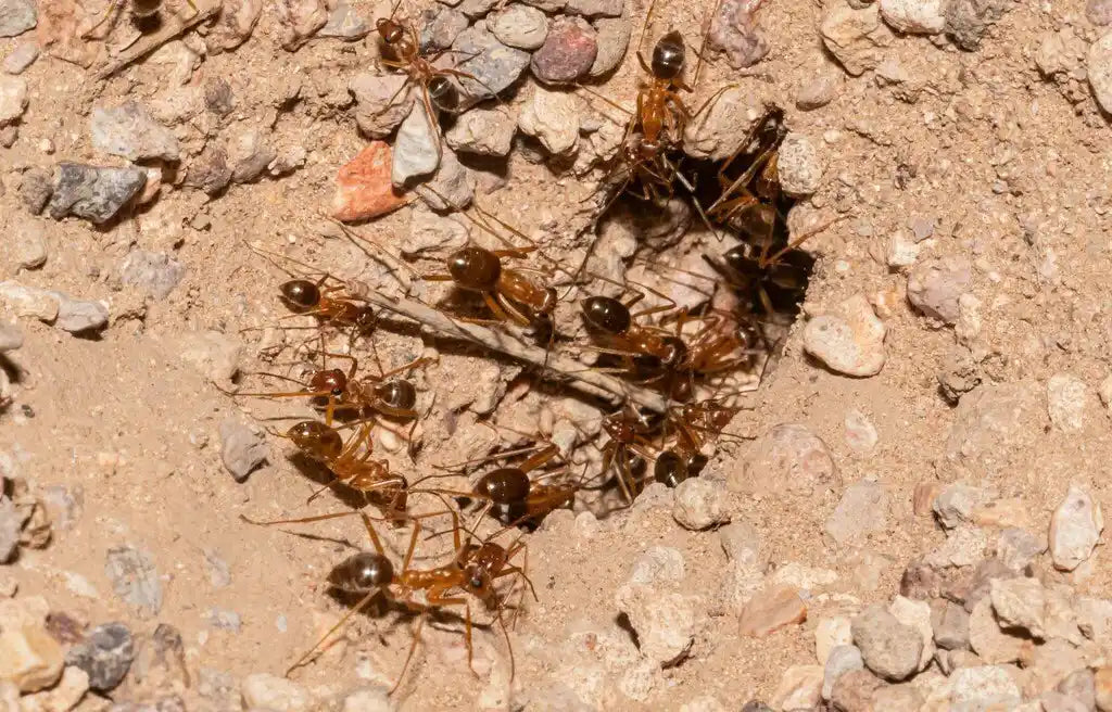 Giant honeypot ants of the species myrmecocystus mexicanus, workers pouring out of a nest entrance.