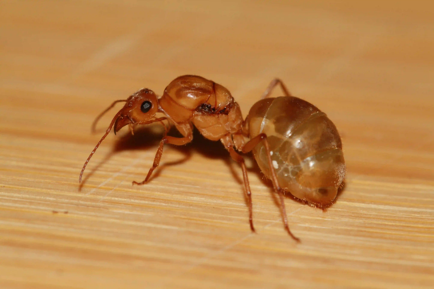 A myrmecocystus mexicanus queen physogastric full of eggs.