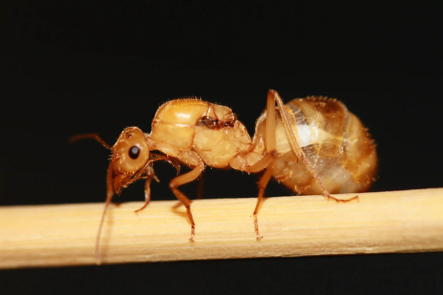 Myrmecocystus Mexicanus Queen walking.