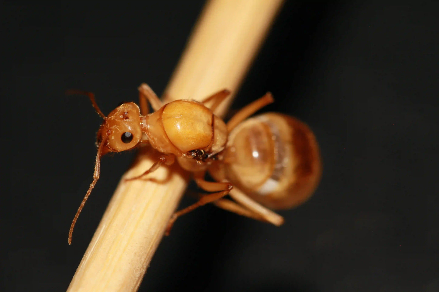 Top down view of Myrmecocystus Mexicanus Queen