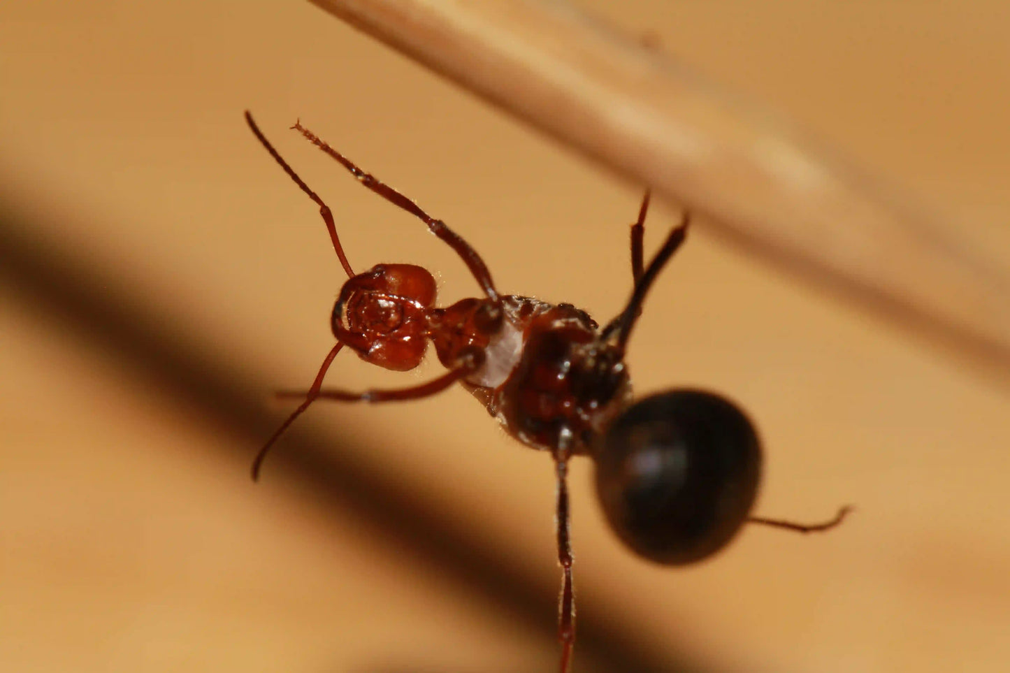 Underside of a myrmecocystus placodops queen