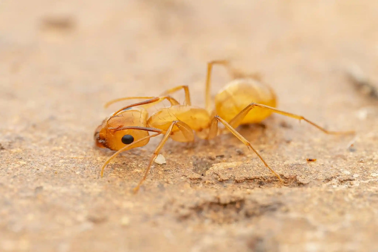 Camponotus fragilis minor worker