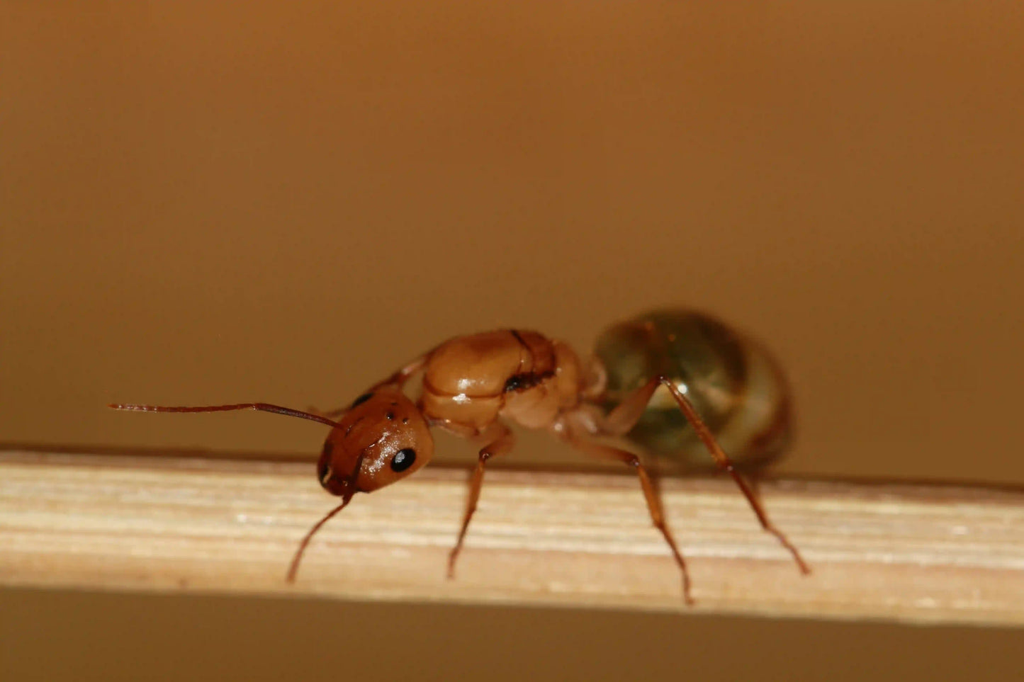 Golden Carpenter Ant Queen macro