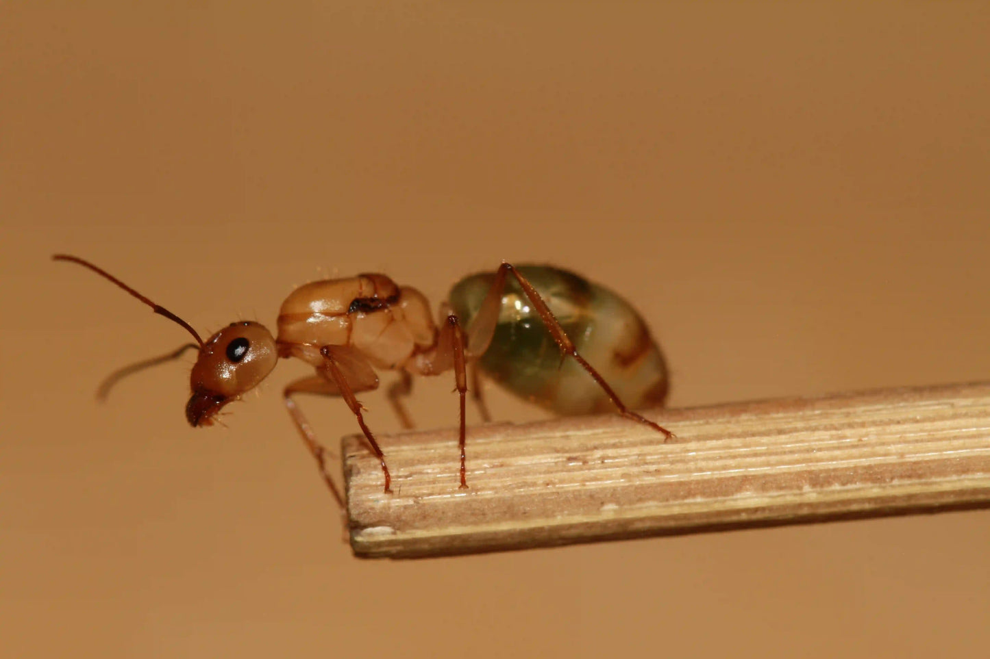 golden carpenter ant queen