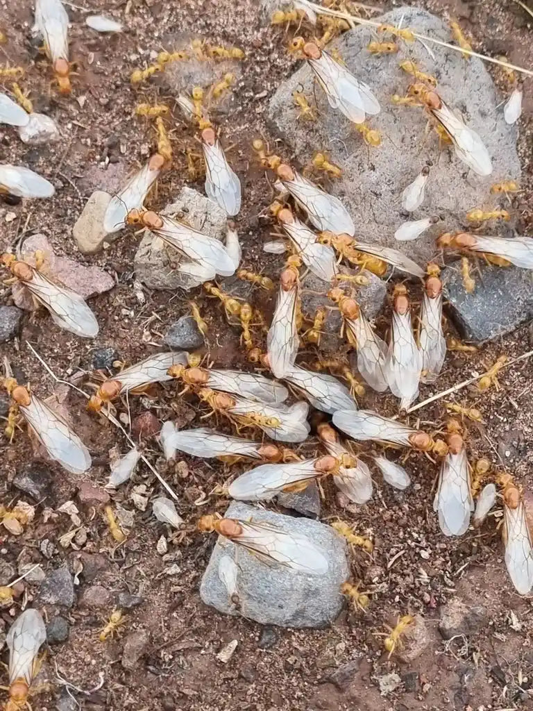 Entrance of a colony of myrmecocystus navajo full of alates.