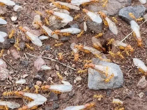 myrmecocystus navajo nuptial flight