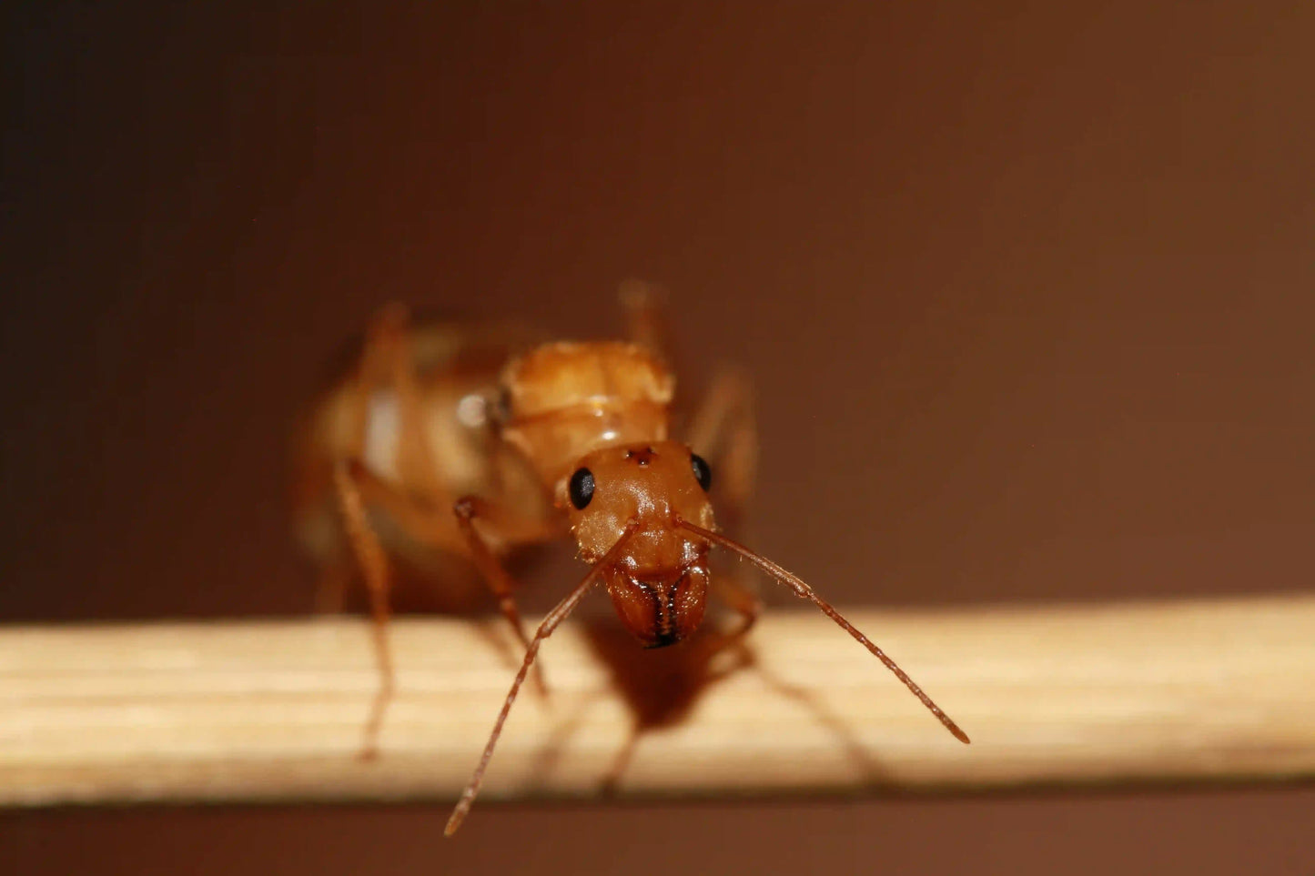 Golden Honeypot Ant Queen looking at camera.
