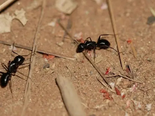 Camponotus laevigatus soldier workers foraging on the ground for dead insects.