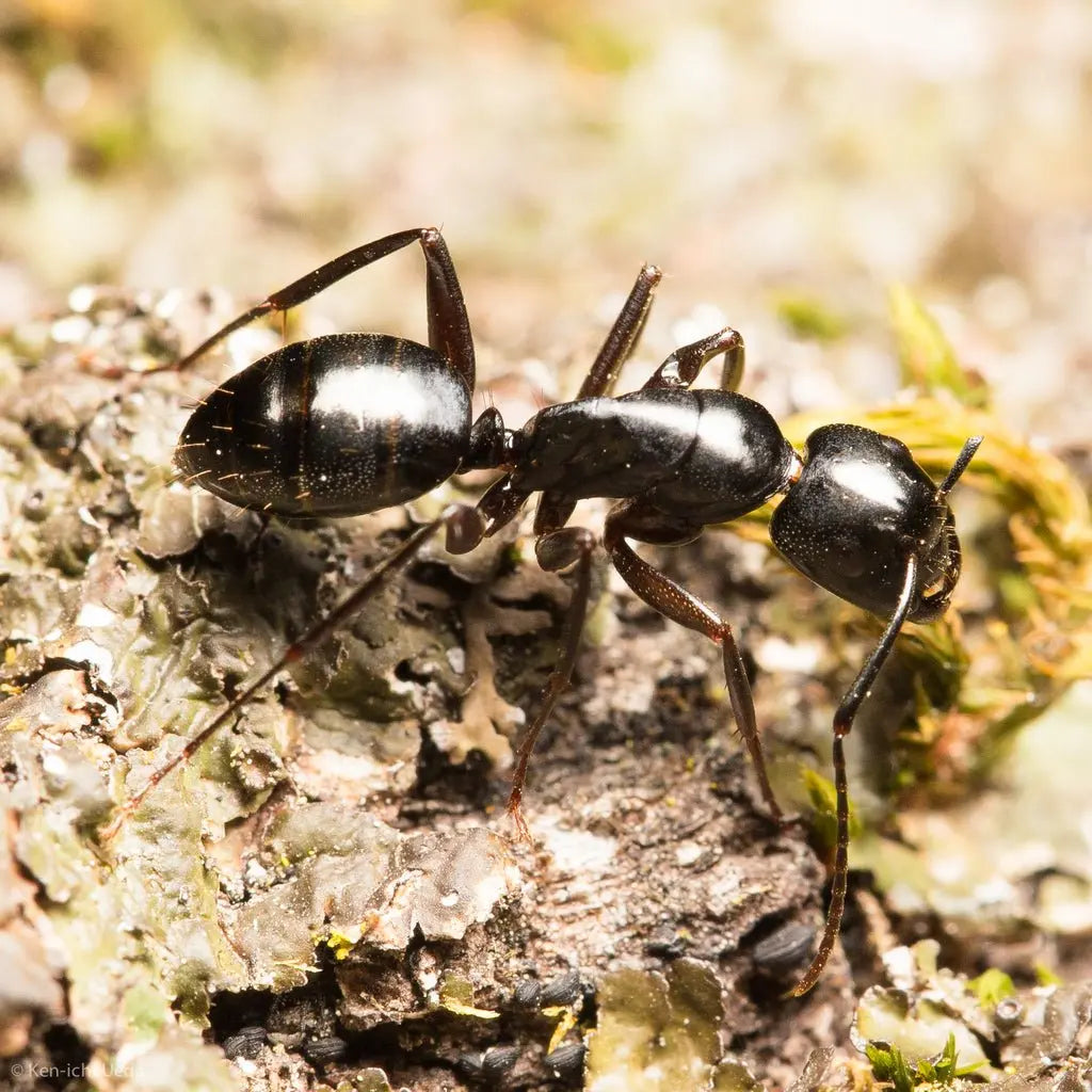 Camponotus laevigatus minor worker foraging for food.