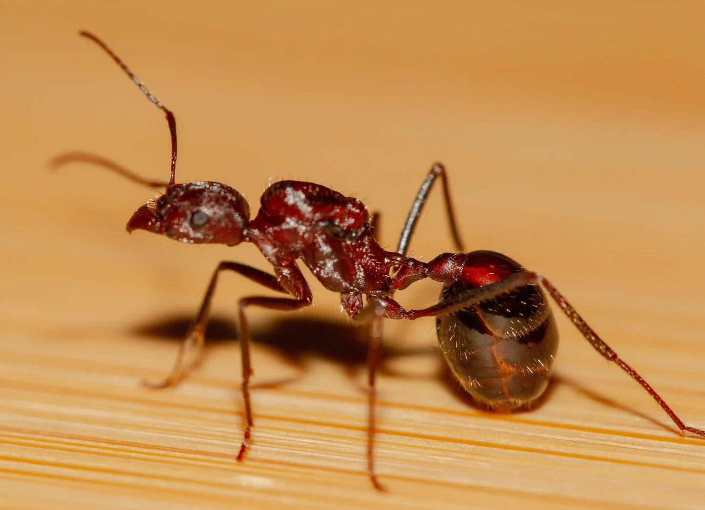 Novomessor cockerelli harvester ant queen