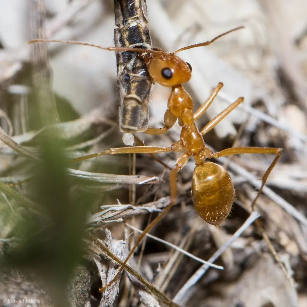 Myrmecocystus Mexicanus worker carrying a stick.