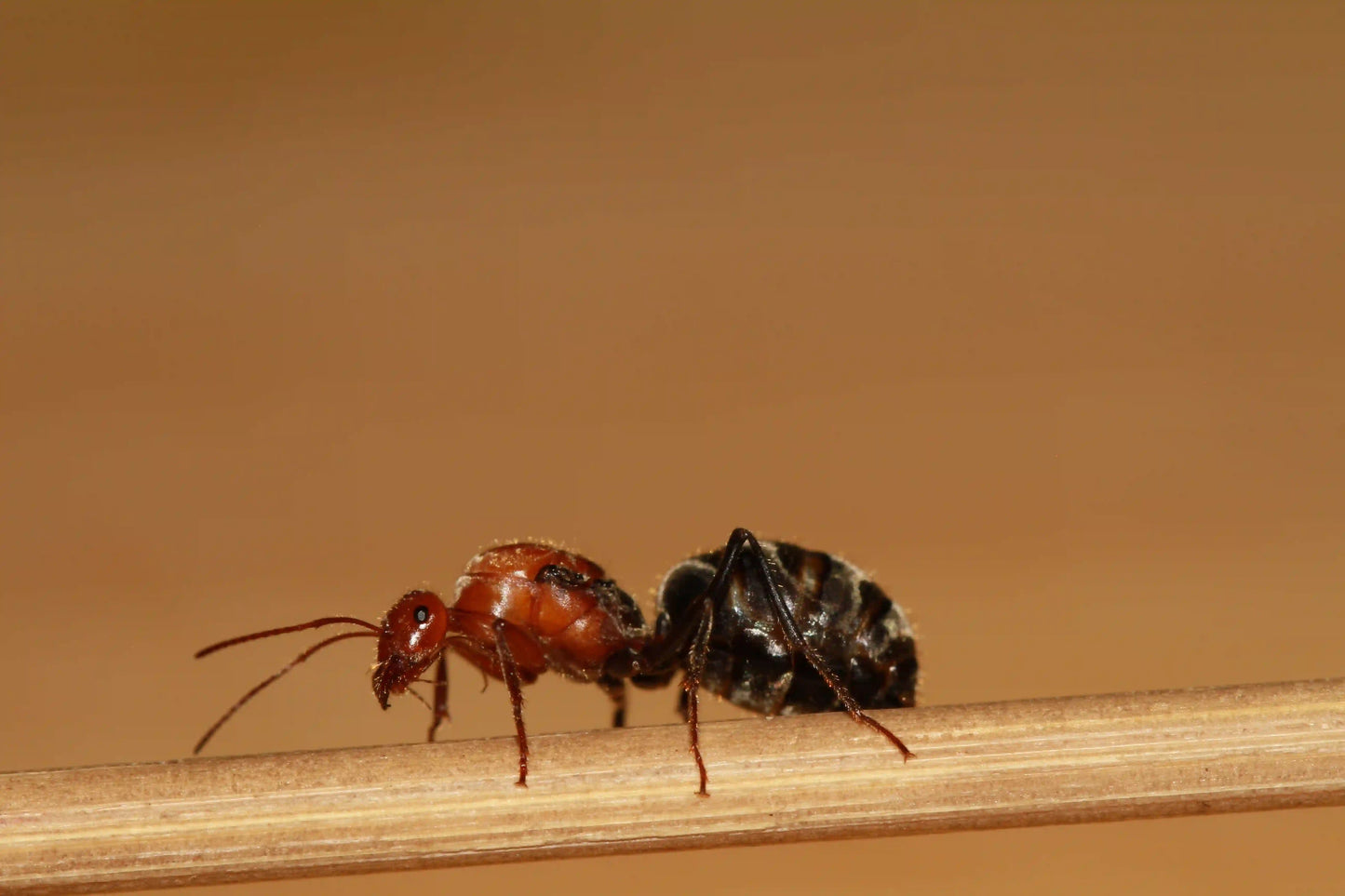 Honeypot ant queen of the species myrmecocystus mendax