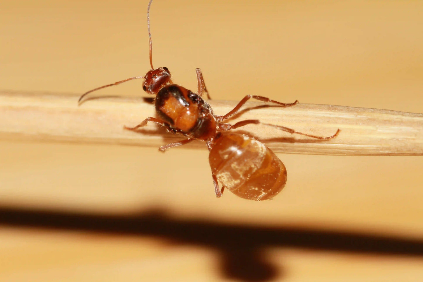 live myrmecocystus wheeleri queen