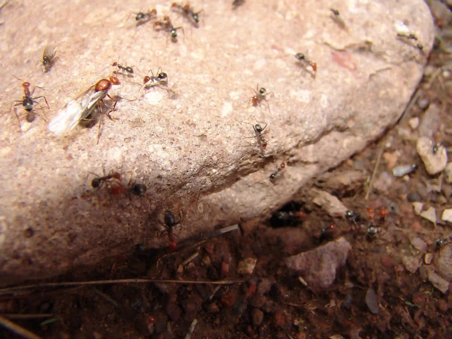 Mendax honeypot ants staging for nuptial flight
