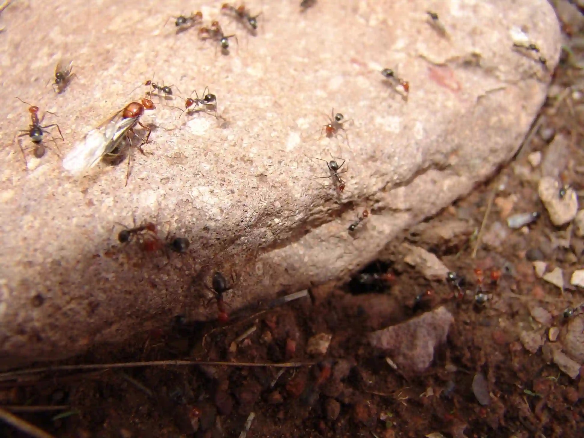 Mendax honeypot ants staging for nuptial flight