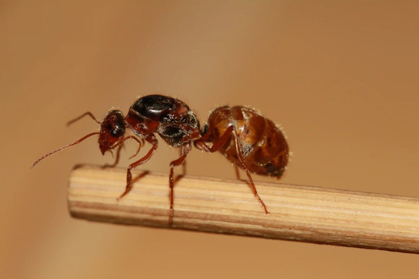 Myrmecocystus kathjuli queen ant close up