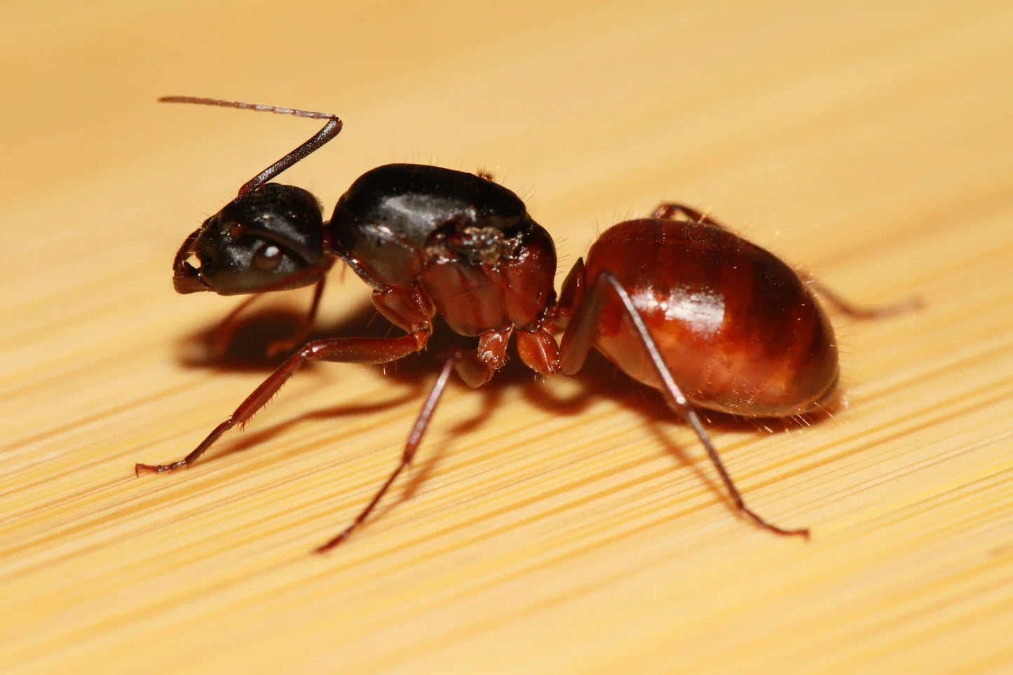 Dealate Camponotus CA02 Queen