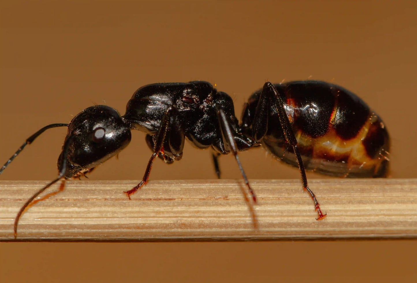Live camponotus laevigatus queen