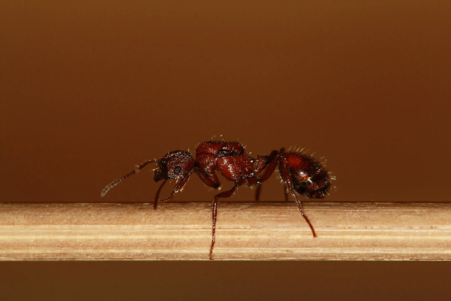 Live fertile veromessor andrei queen ant