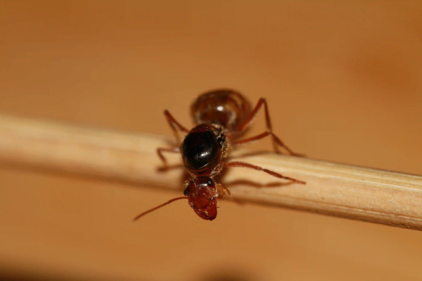 A live queen ant of the species myrmecocystus kathjuli.