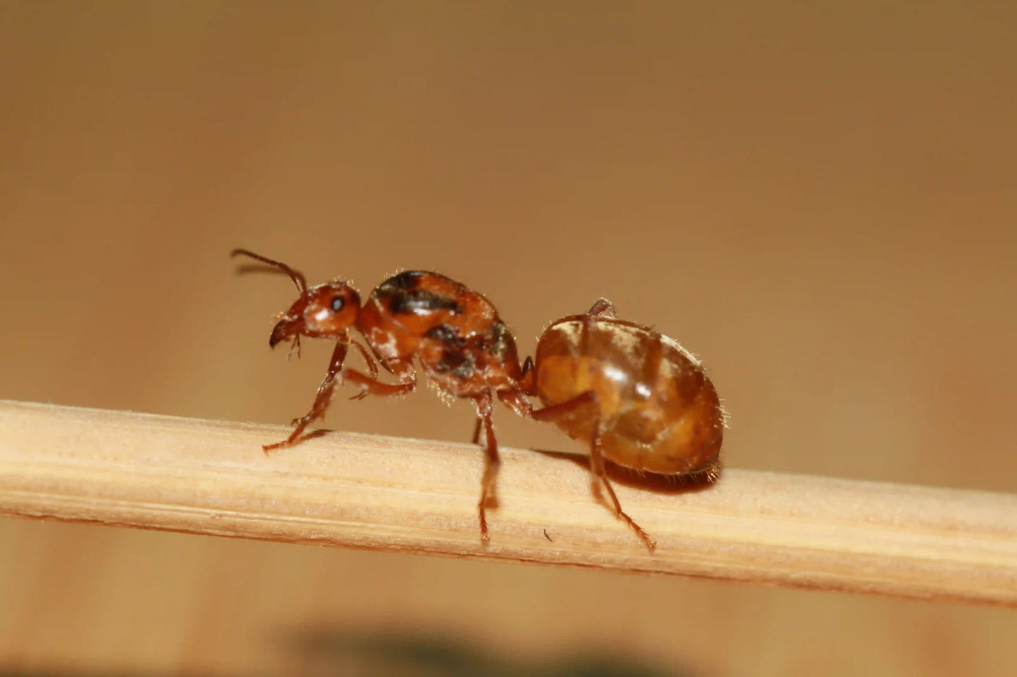 live honeypot ant myrmecocystus wheeleri queen