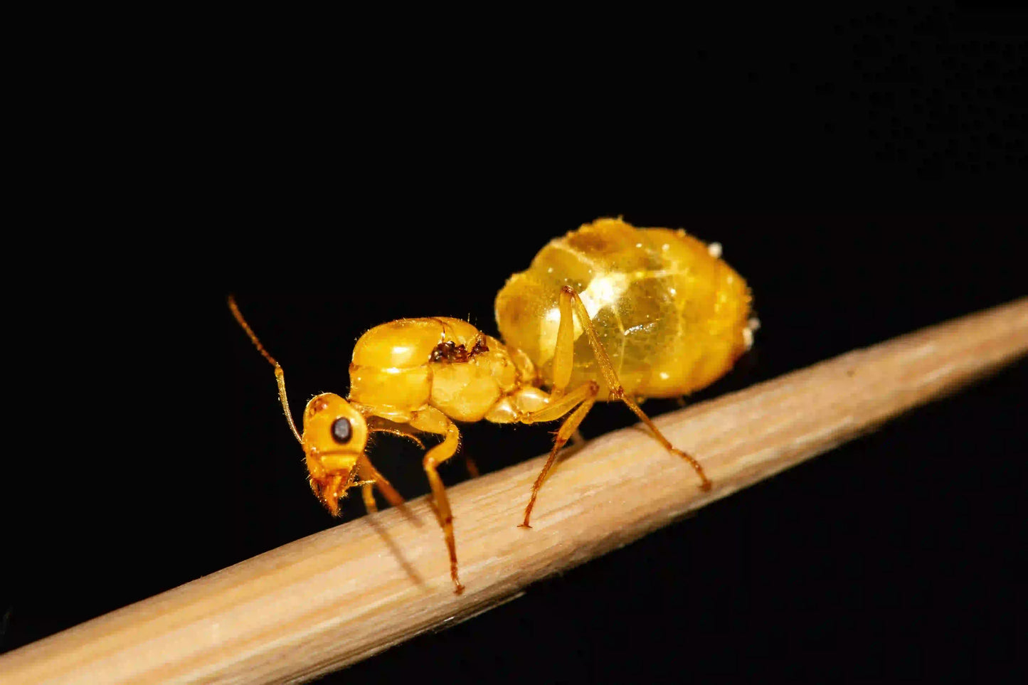 Live golden myrmecocystus navajo queen ant sitting still for a macro