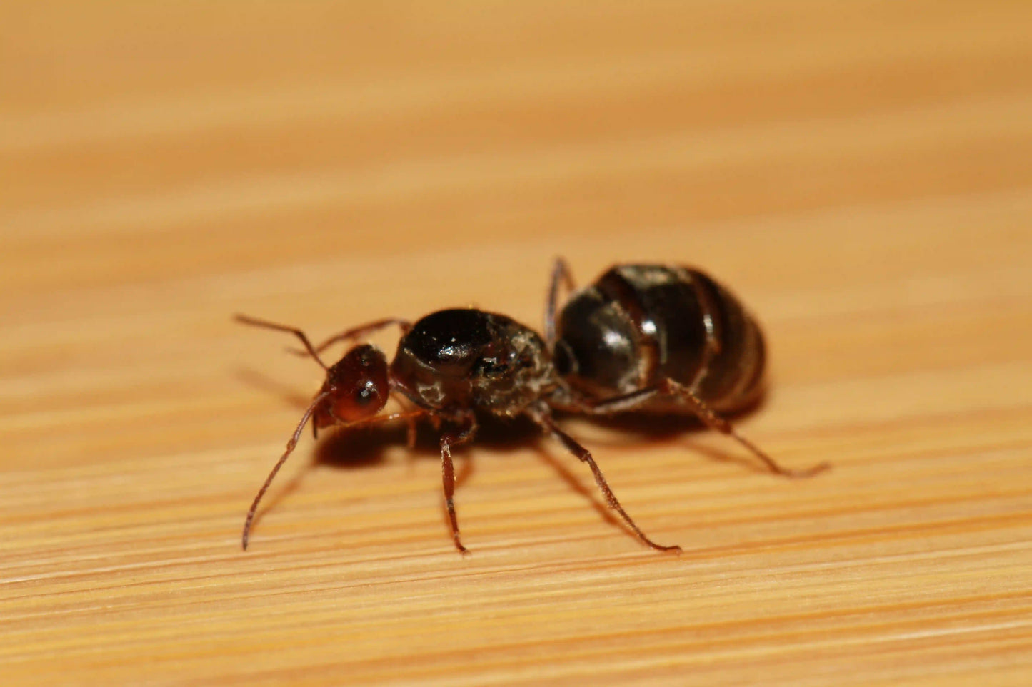 Live myrmecocystus flaviceps ant queen
