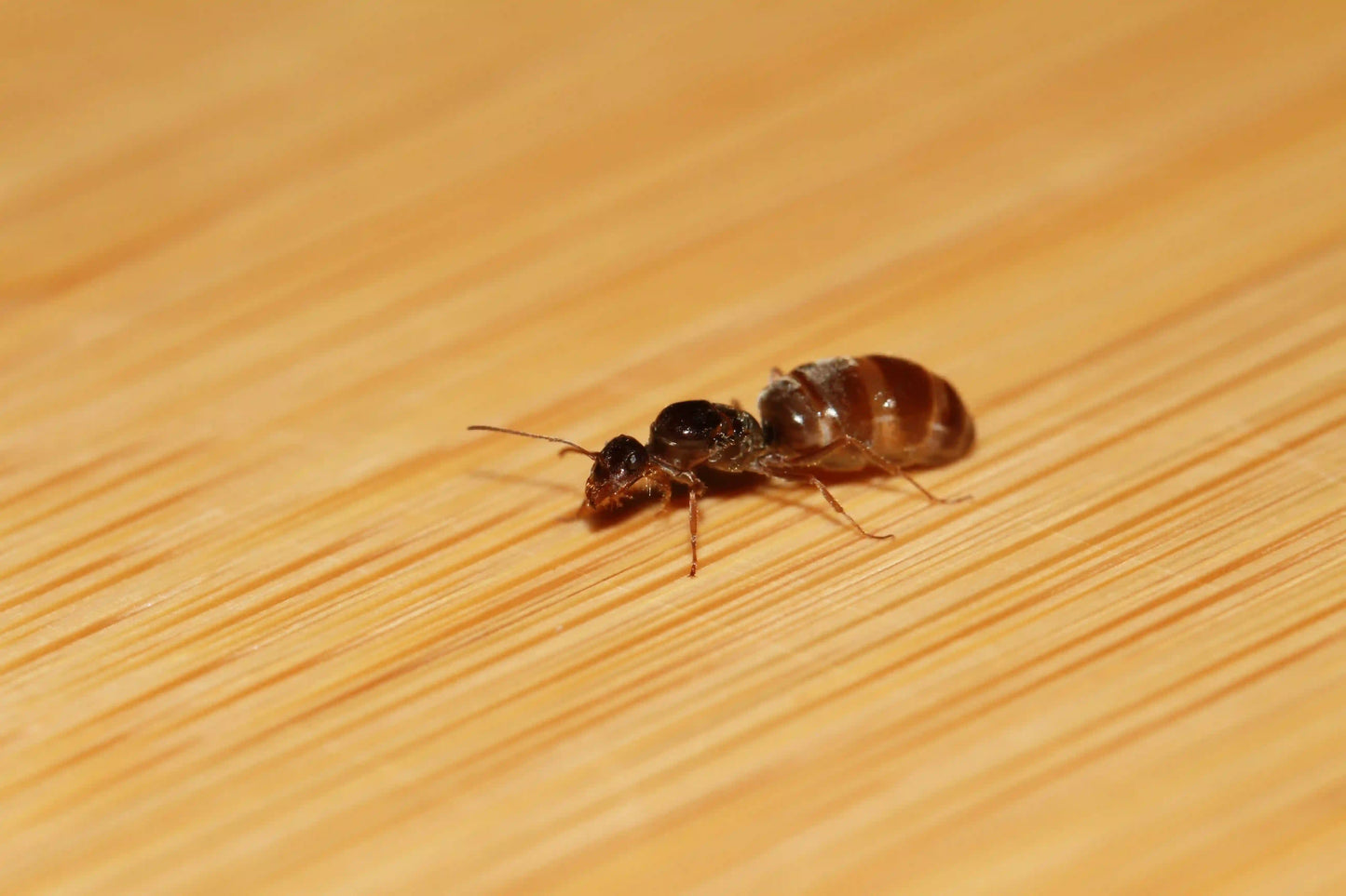 Live fertile myrmecocystus lugubris queen ant