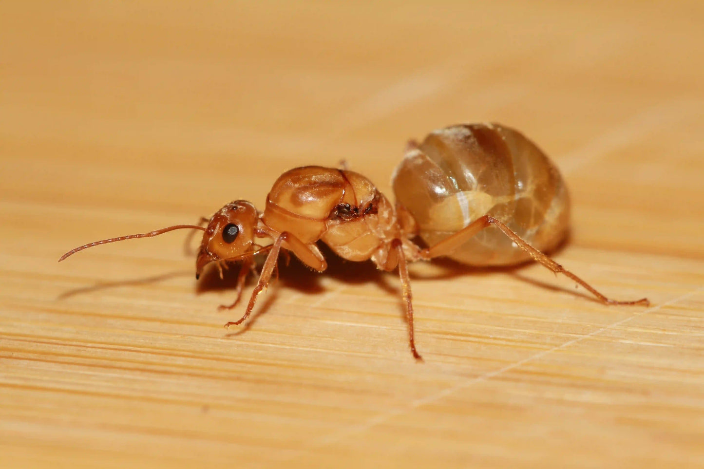 A giant live myrmecocystus mexicanus queen ant.