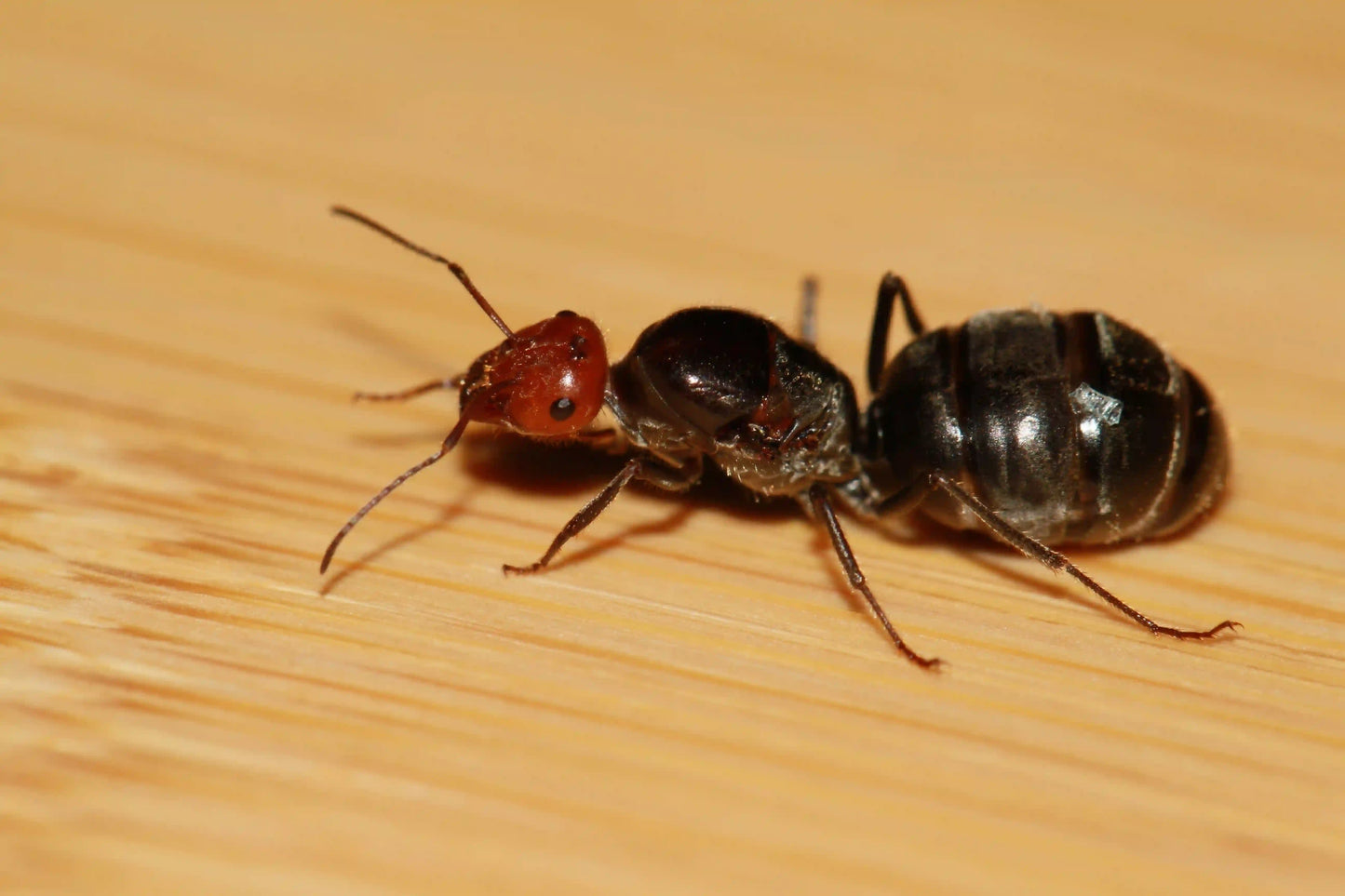 live myrmecocystus placodops queen ant