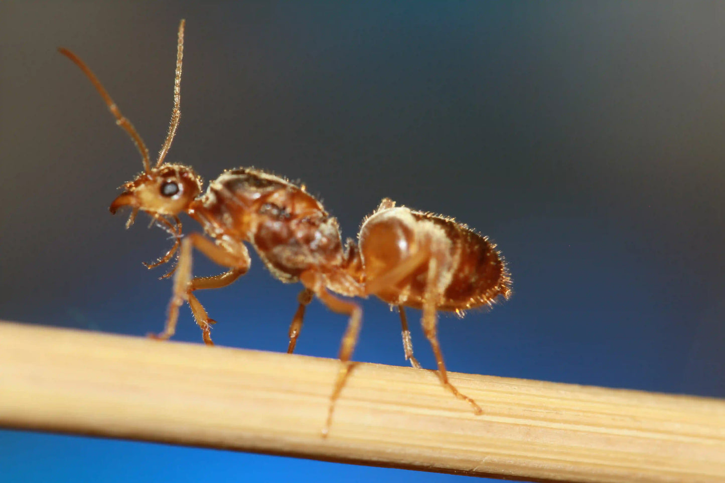 A live undescribed myrmecocystus queen
