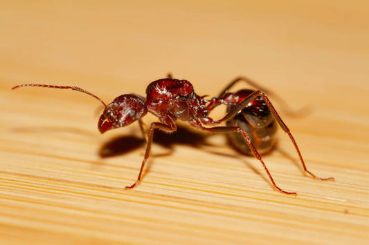 Live novomessor ant queen