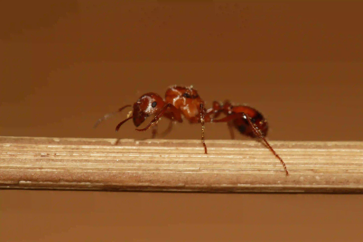 live ant queen of the species pogonomyrmex californicus