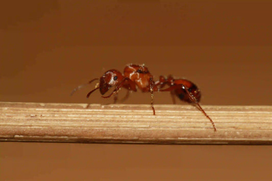 live ant queen of the species pogonomyrmex californicus