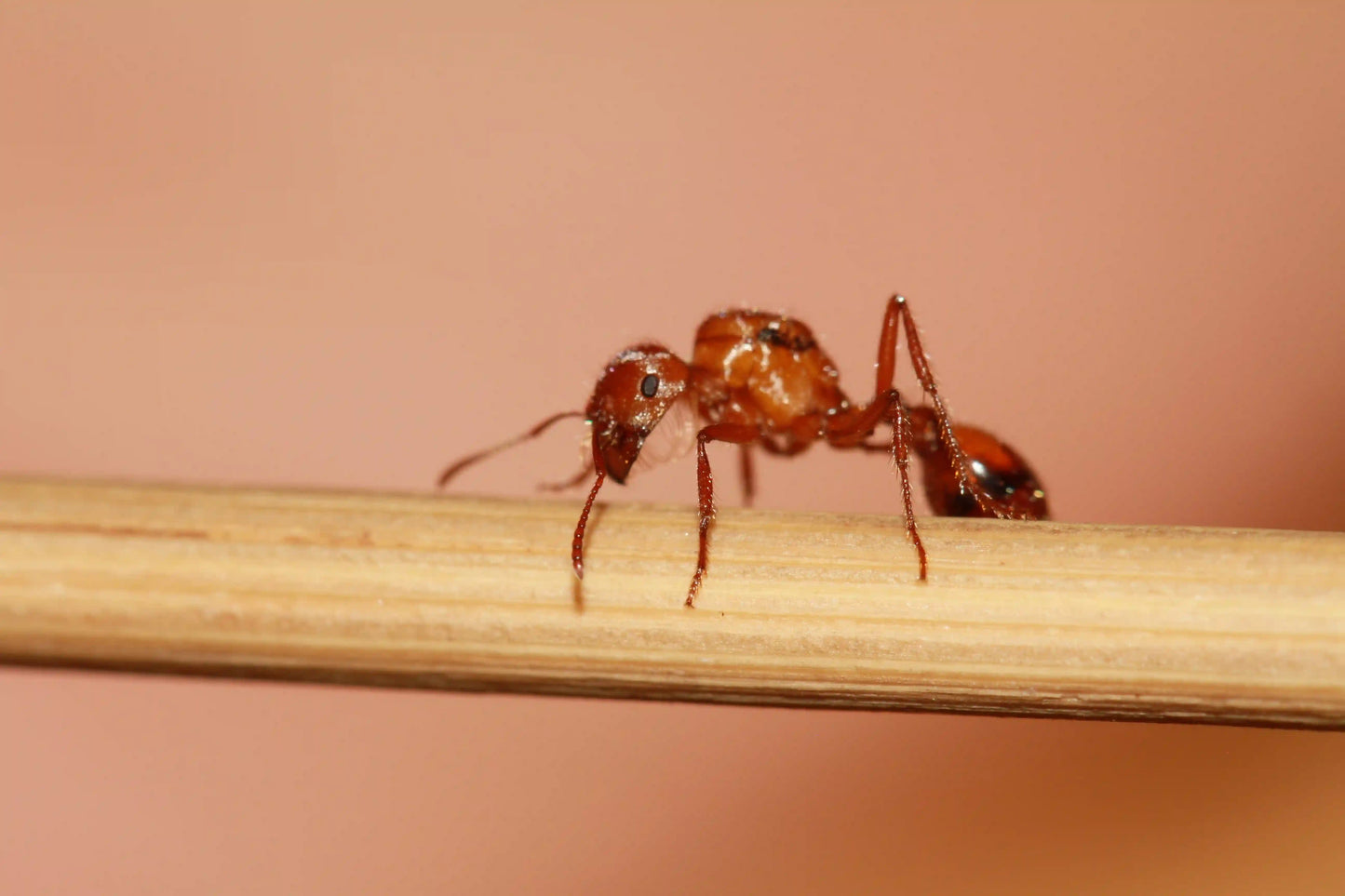 Live queen ant of the species pogonomyrmex californicus