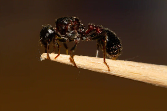 live rough harvester ant queen