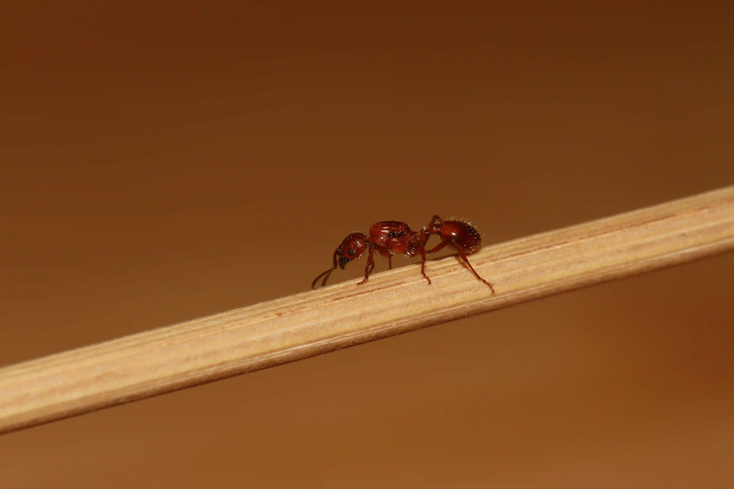 Live Veromessor Chamberlini Ant Queen ready to start it's colony