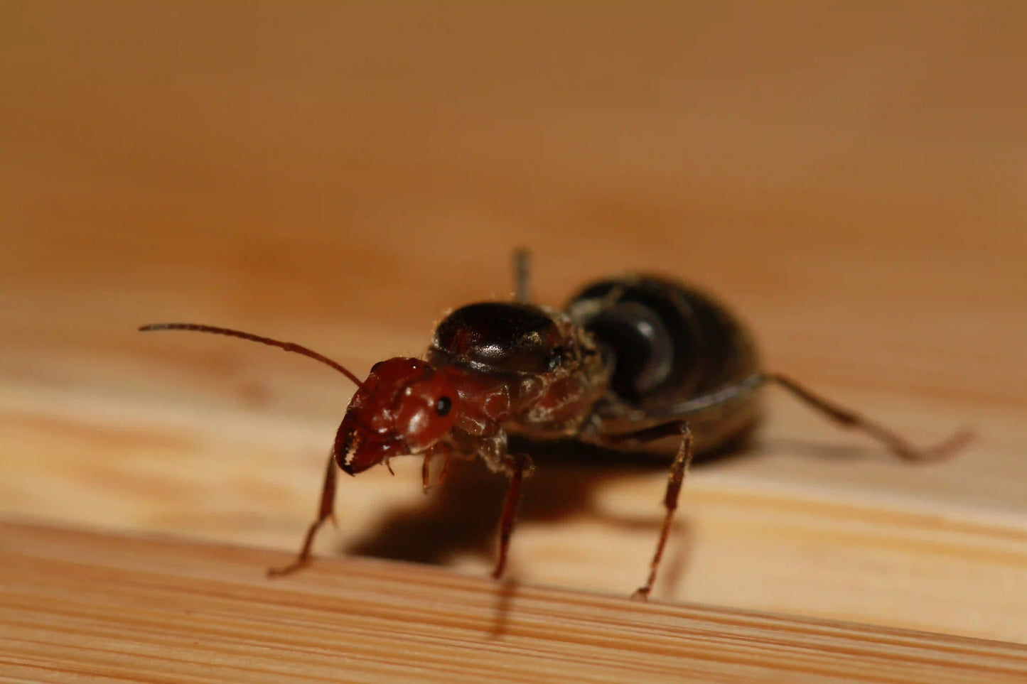 A live myrmecocystus placodops queen ready to begin founding it's colony.