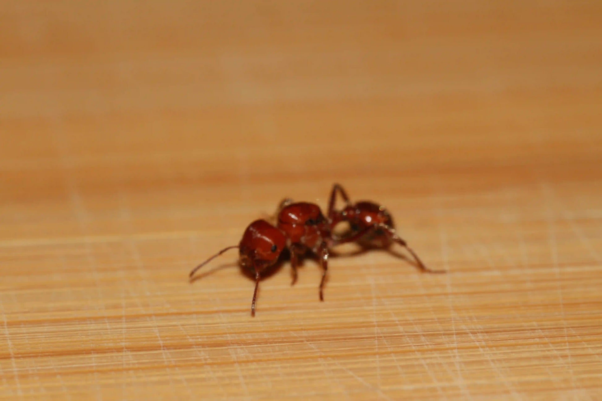 macro shot of the face of a pogonomyrmex tenuispinus ant.
