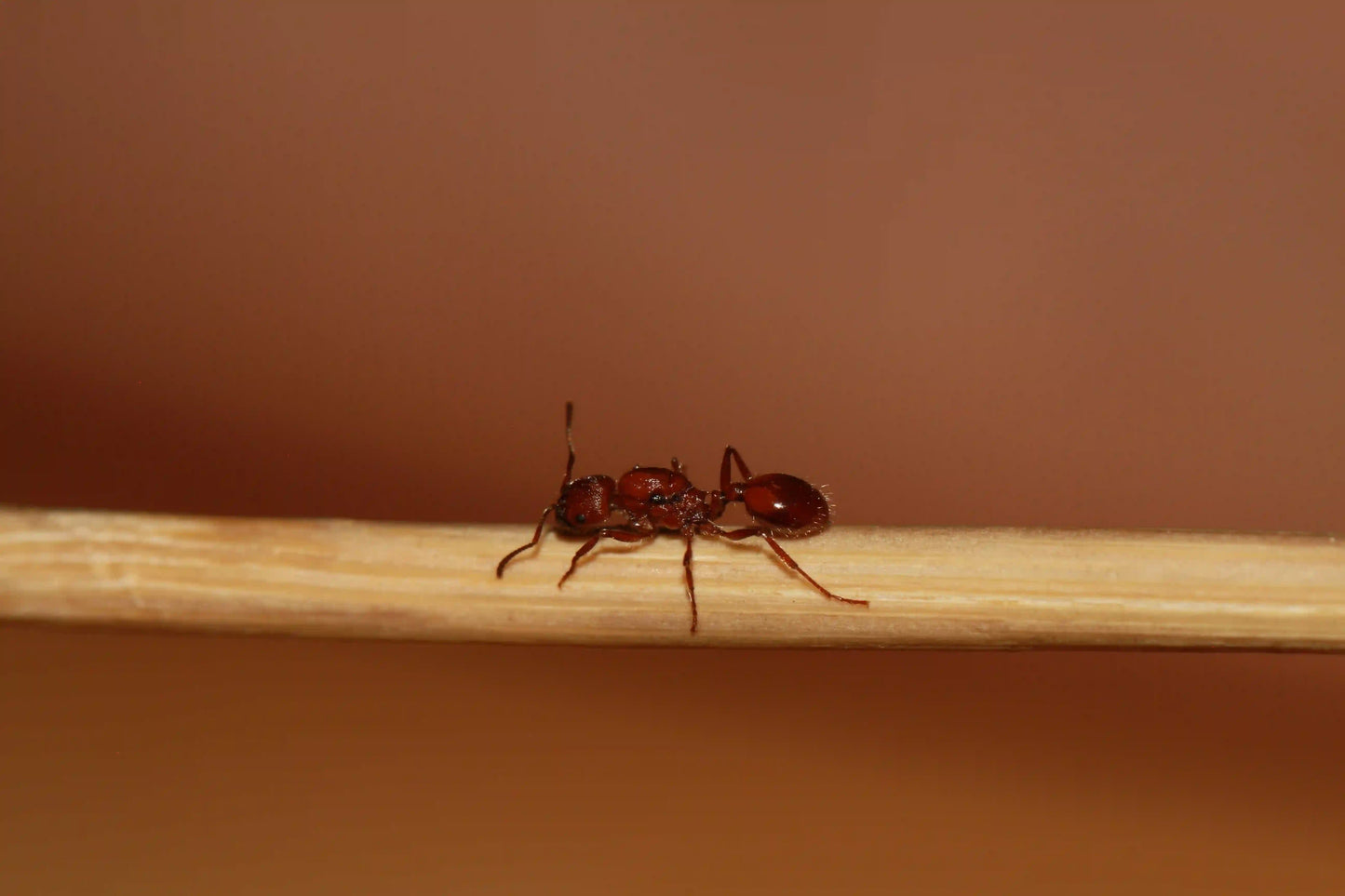 Macro shot of a queen harvester ant of the species veromessor chamberlini.