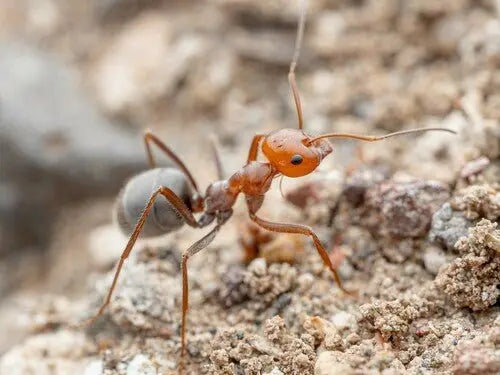 Myrmecocystus placodops major worker