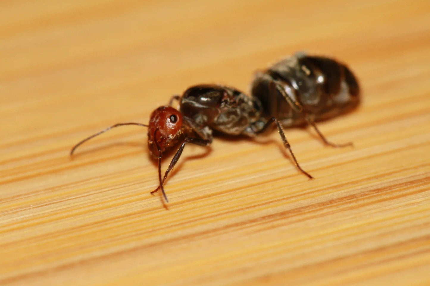 mated honeypot queen of the species myrmecocystus placodops