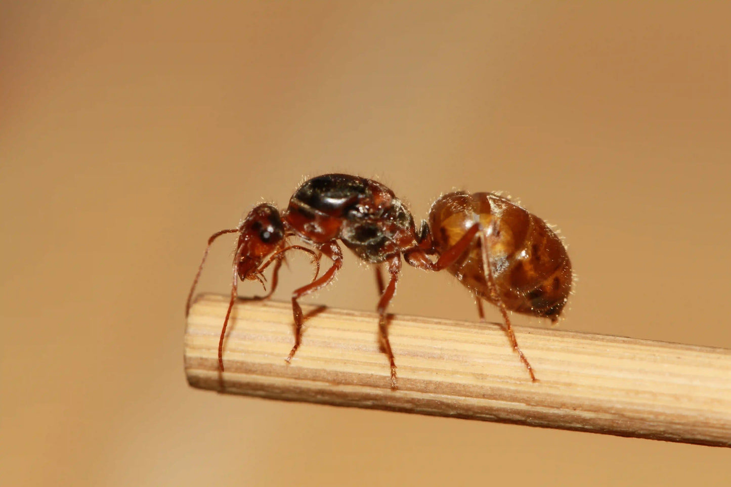 A mated queen of the genus myrmecocystus close up.