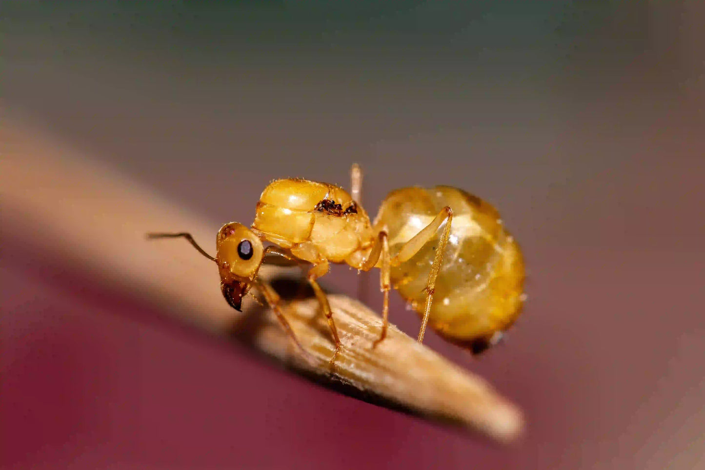 A deaalate myrmecocystus navajo queen close up