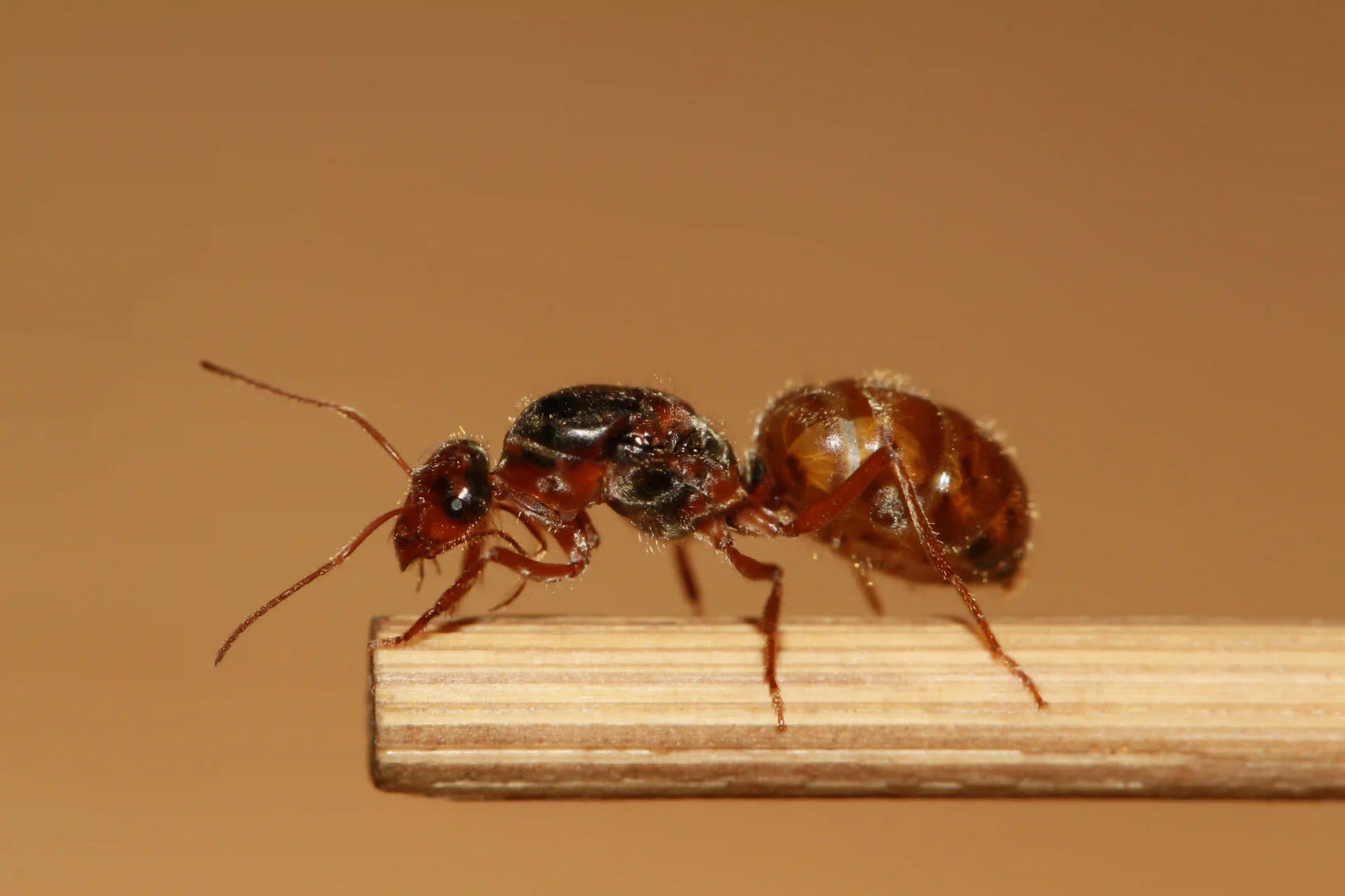 mated myrmecocystus kathjuli queen ant ready to found a colony.