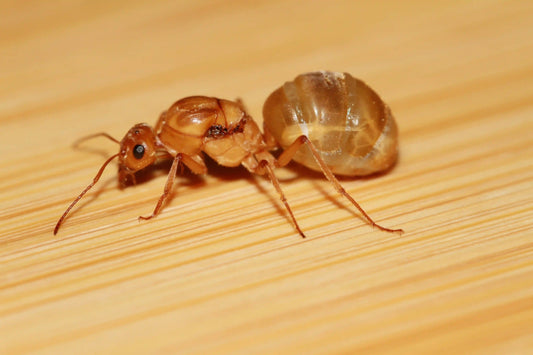 A dewinged queen of the species myrmecocystus mexicanus ready to start a founding colony.